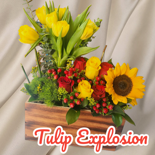 Tulip Explosion