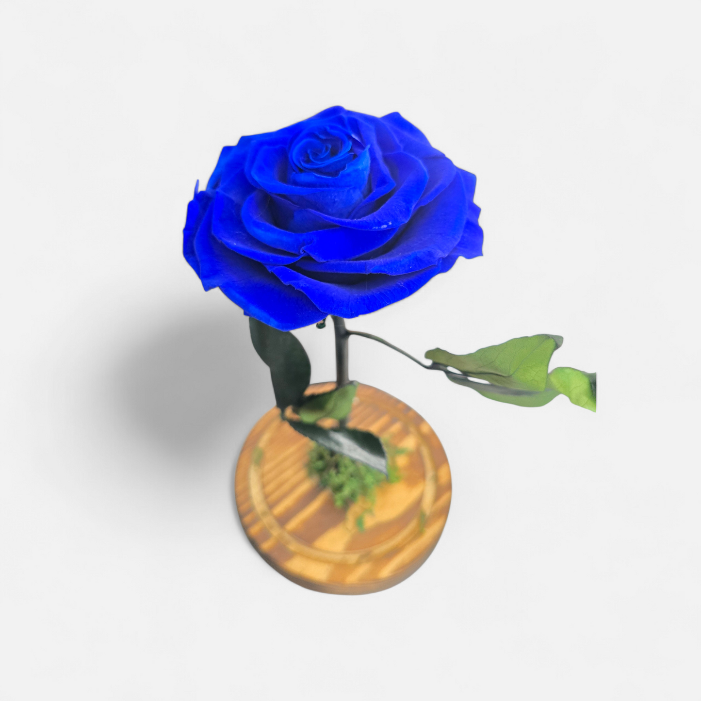 15. Enchanted Rose